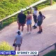 Taylor Swift and Travis Kelce Hold Hands During Day Date at Sydney Zoo
